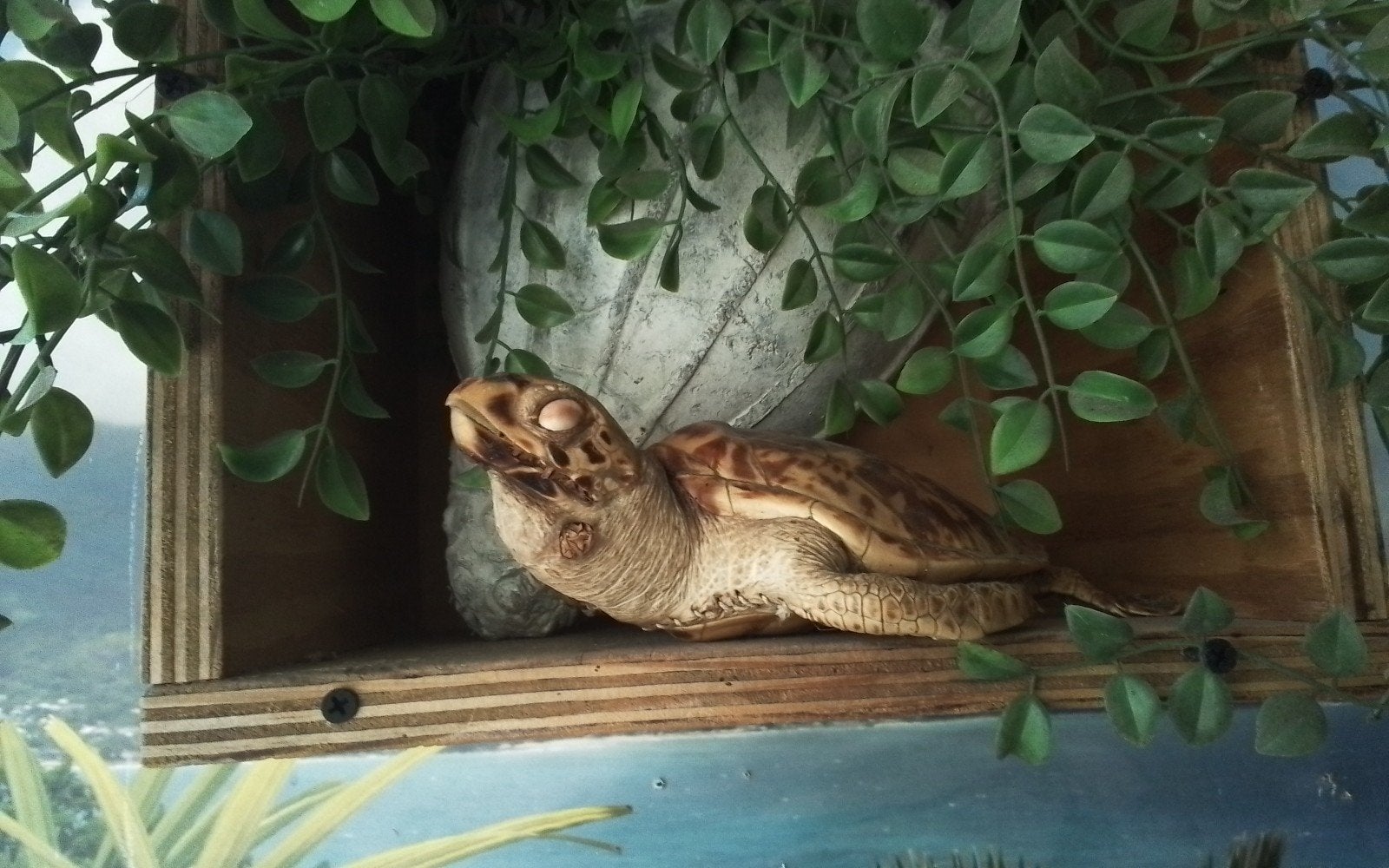schilpad lengte 23 cm hoogte 7 cm breed 15 cm goede taxiderm, 0 tot 2 jaar