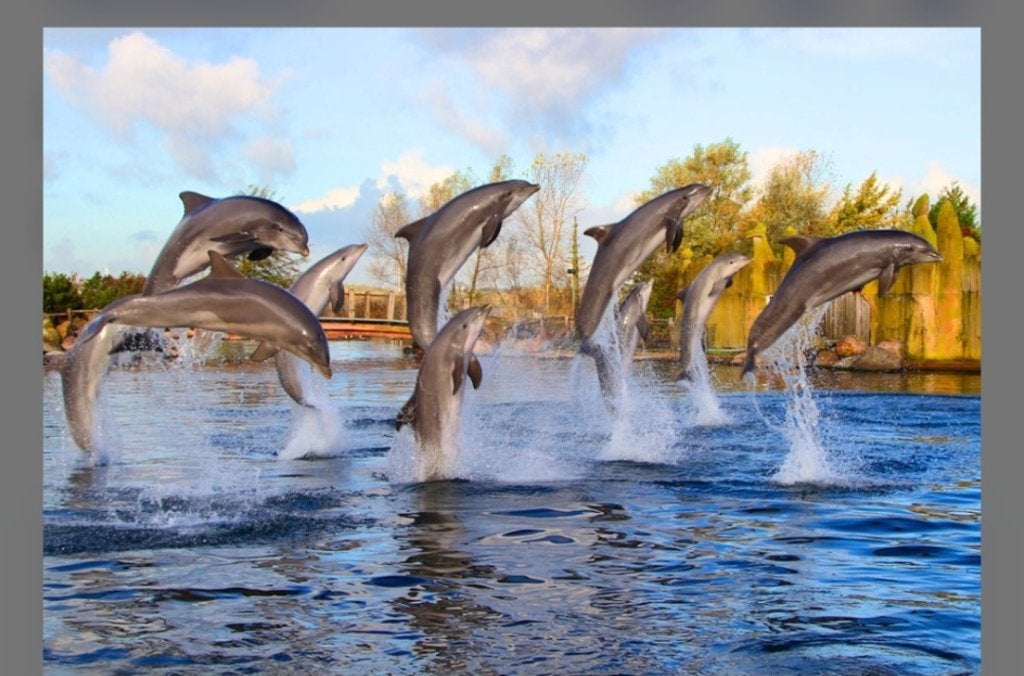 1 ticket voor Dolfinarium, Tickets en Kaartjes, Eén persoon