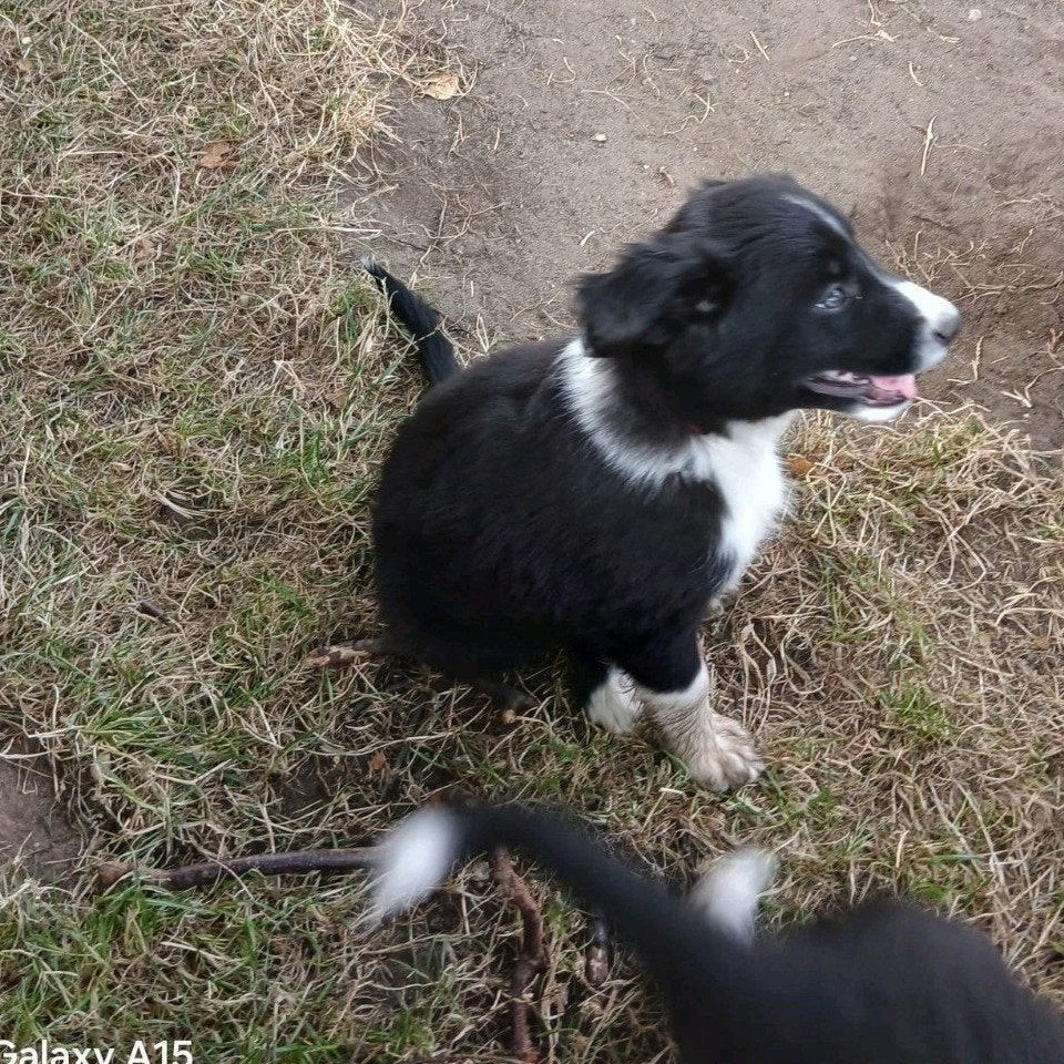 Mooie border collie pups!, 8 tot 15 weken, Parvo, Meerdere dieren, Eén hond