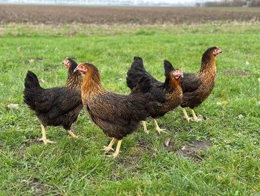Harco legkippen., Dieren en Toebehoren, Pluimvee, Vrouwelijk, Kip