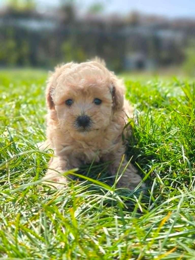 Prachtige maltipoo bij ons geboren!!!, Dieren en Toebehoren, Honden | Niet-rashonden, Parvo, België, Reu, 8 tot 15 weken