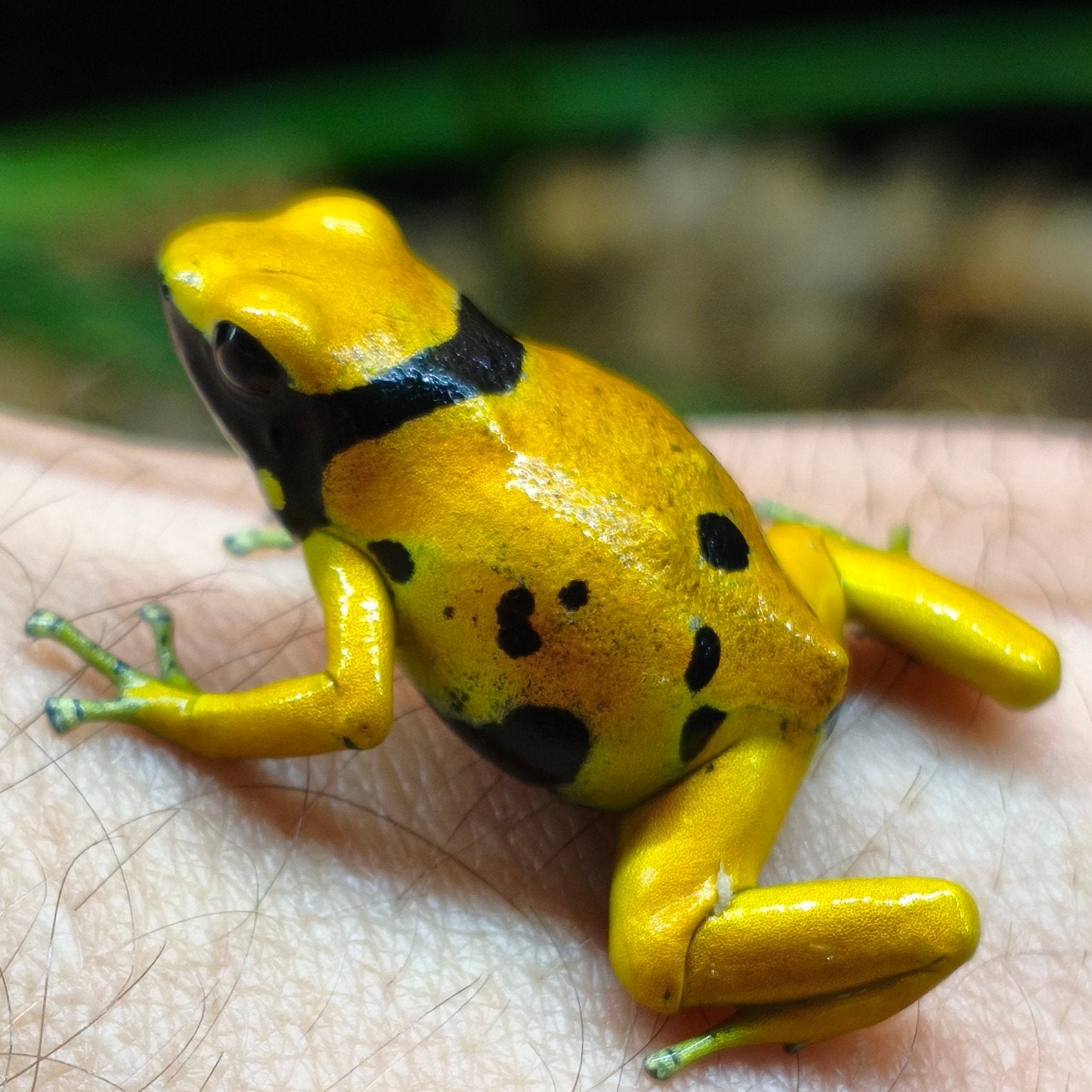 Dendrobates leucomelas 'Bolivar gold', Amfibie, 0 tot 2 jaar