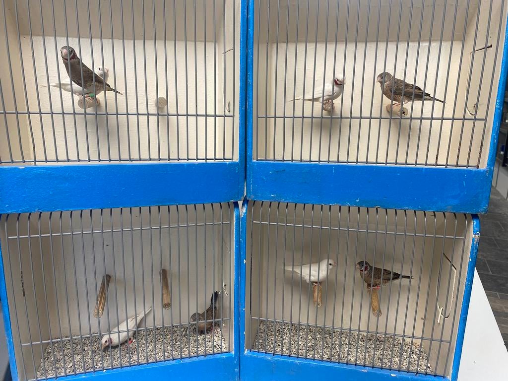 Koppels Bandvinken Albino's en Splitvogels, Dieren en Toebehoren, Vogels | Overige Vogels, Meerdere dieren