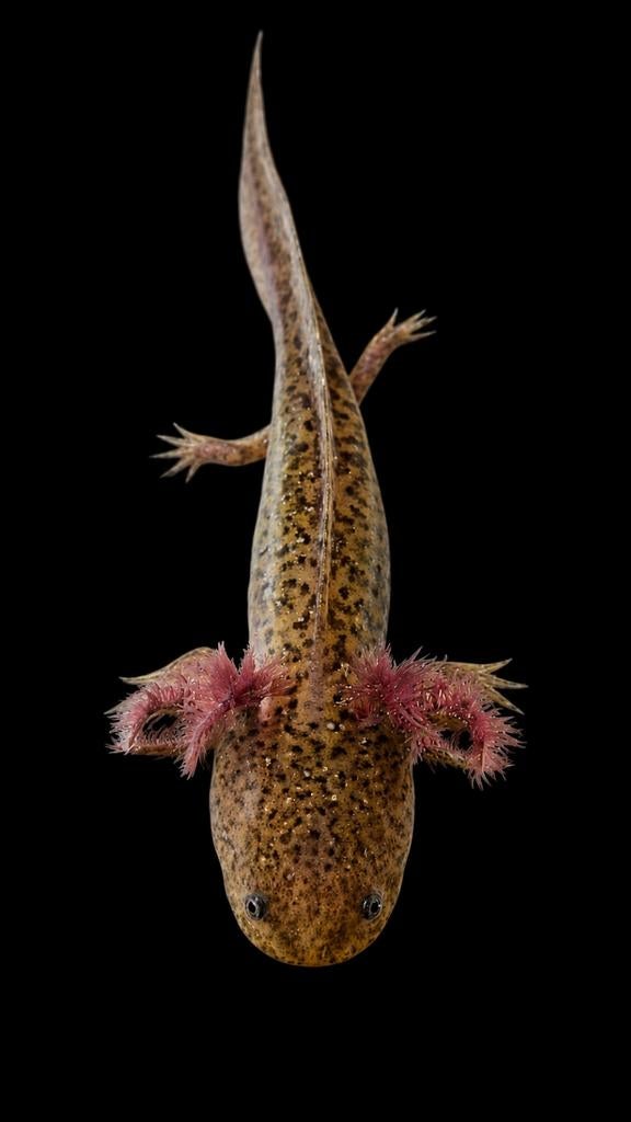 Axolotls te koop, Dieren en Toebehoren, Amfibie, 0 tot 2 jaar