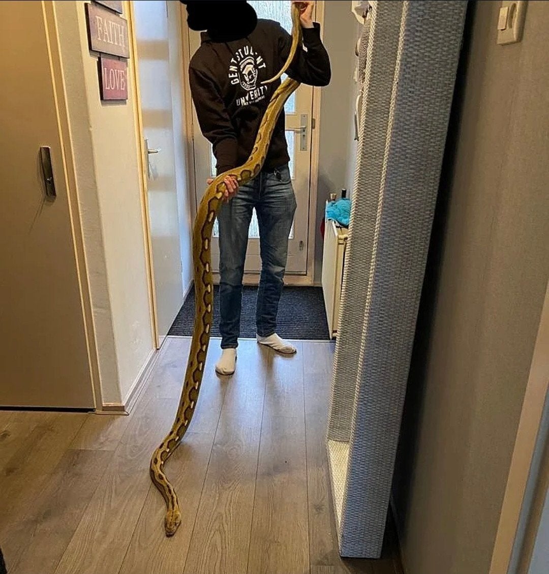 Netpython vrouw