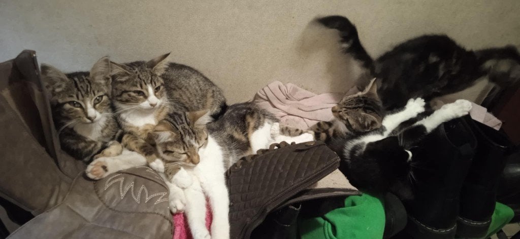 kittens, Dieren en Toebehoren, Katten en Kittens | Overige Katten, Meerdere dieren, Kortharig, 0 tot 2 jaar