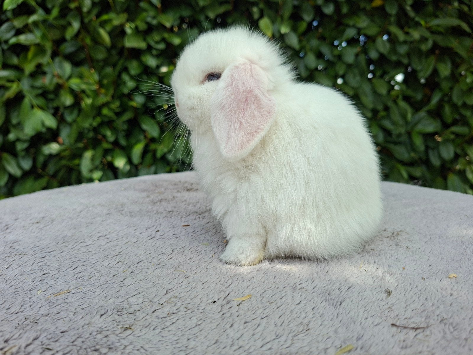 Minilop konijntjes, Dieren en Toebehoren, Meerdere dieren, Dwerg, Hangoor, 0 tot 2 jaar