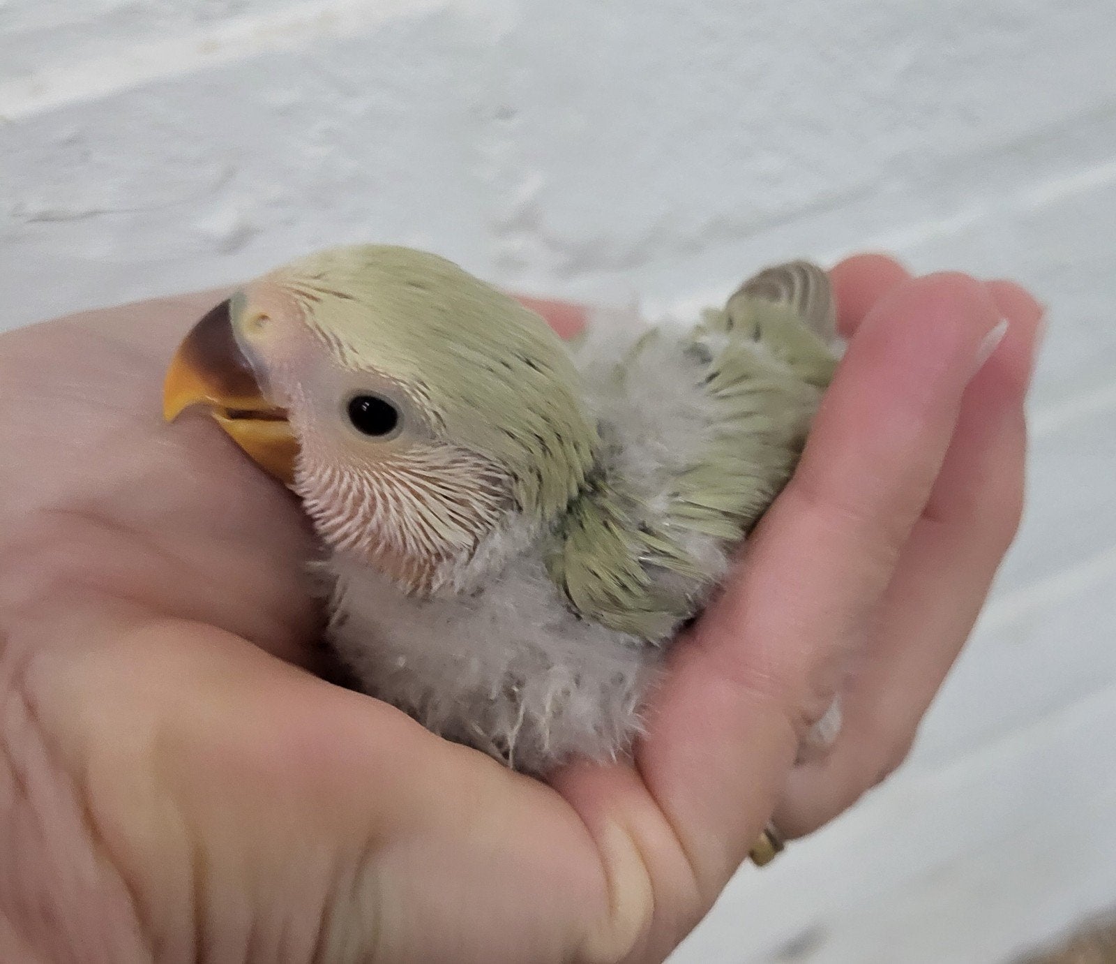 Jonge (hand)tamme agapornis roseicollis met dna, Dieren en Toebehoren, Geslacht onbekend, Dwergpapegaai of Agapornis, Tam