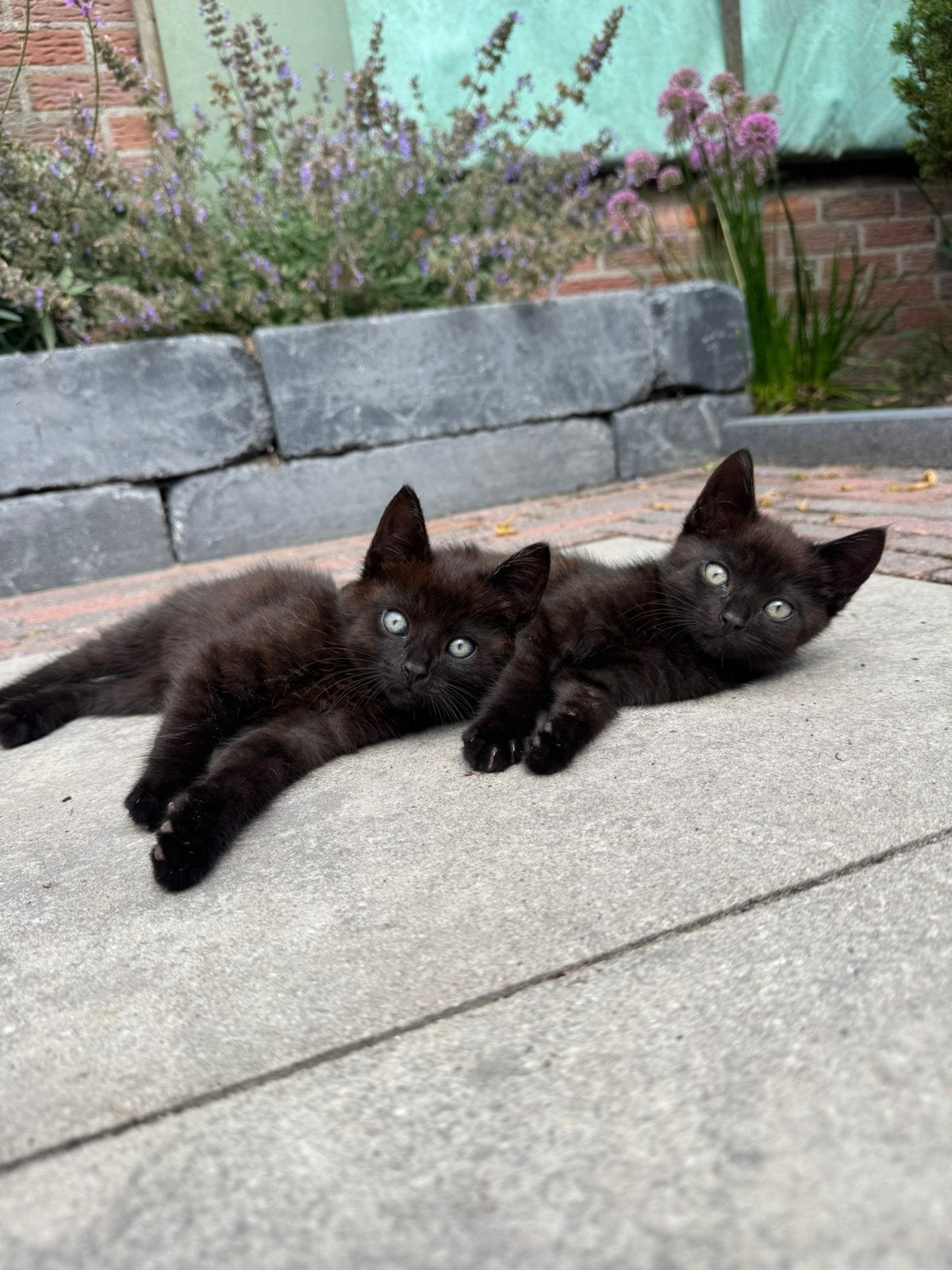 2 jonge kittens