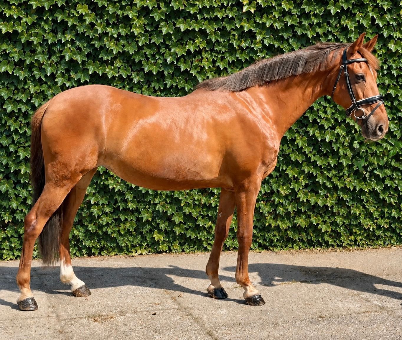 Fijn gereden 16 jarige D pony, Dieren en Toebehoren, B, 11 jaar of ouder, Recreatiepony, D pony (1.37m tot 1.48m)