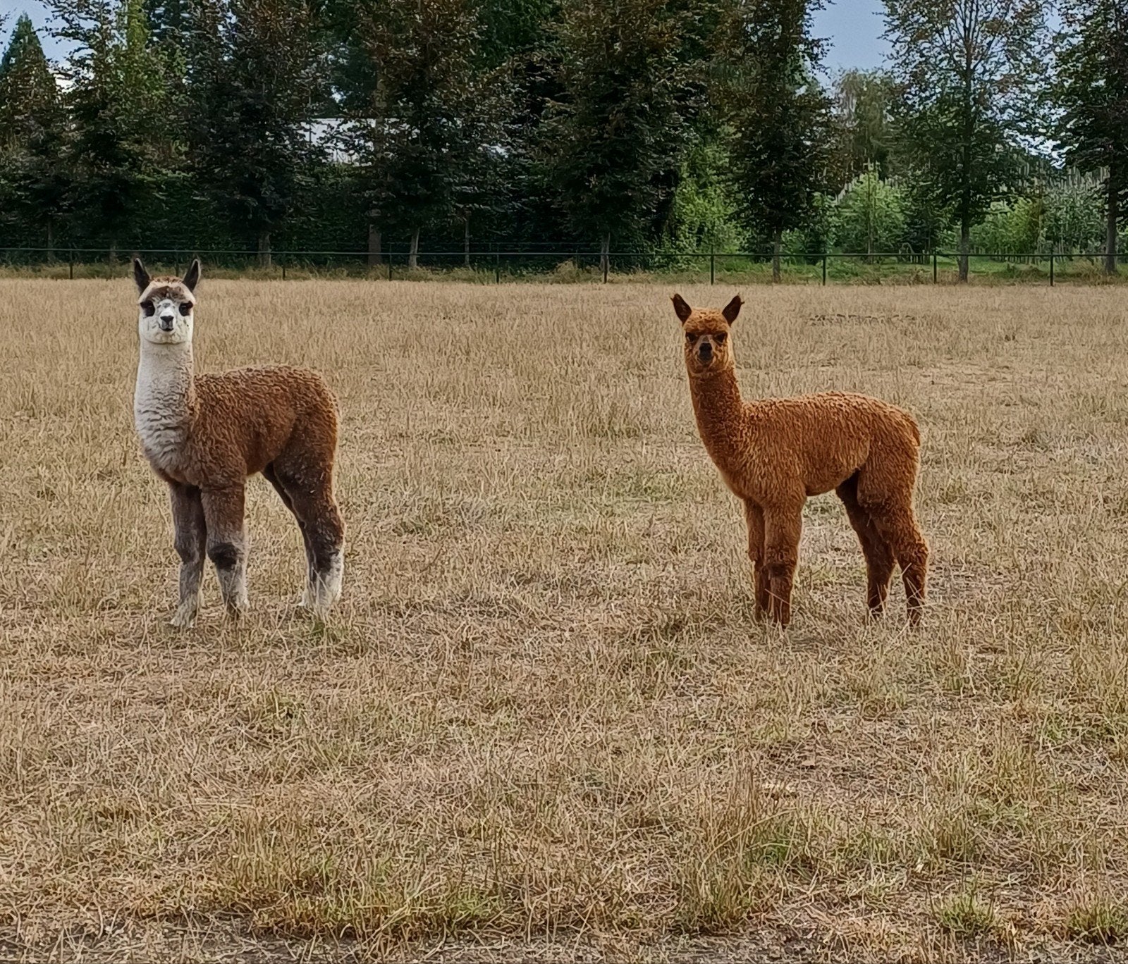 Alpaca's te koop, April, Meerdere dieren