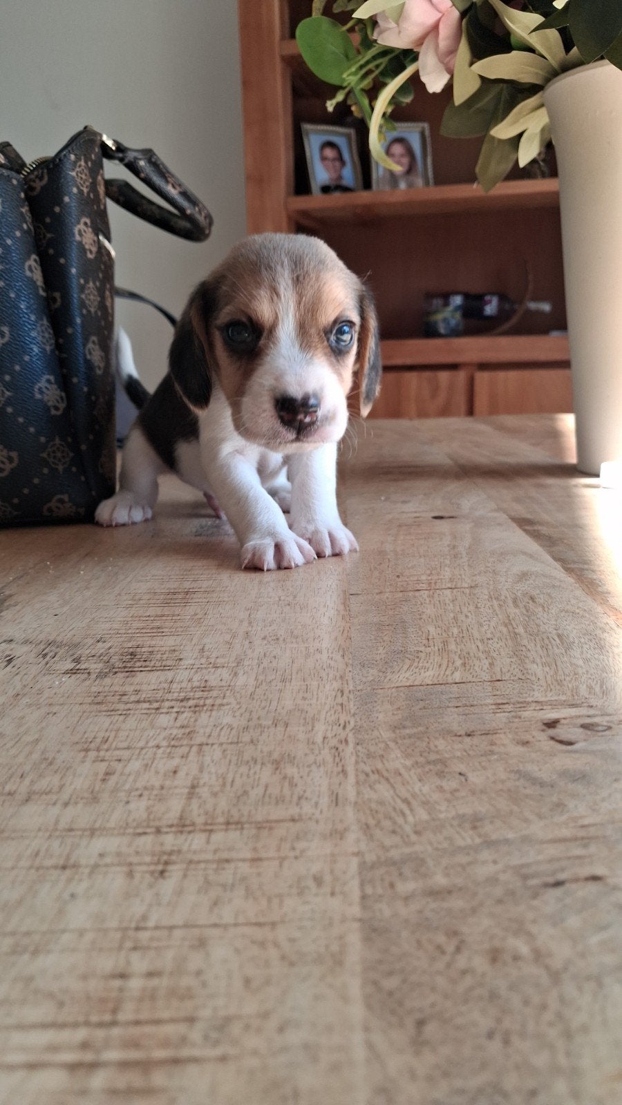 Engelse beagle pups, 100% beagle, Beagle, 8 tot 15 weken, Meerdere, Meerdere dieren