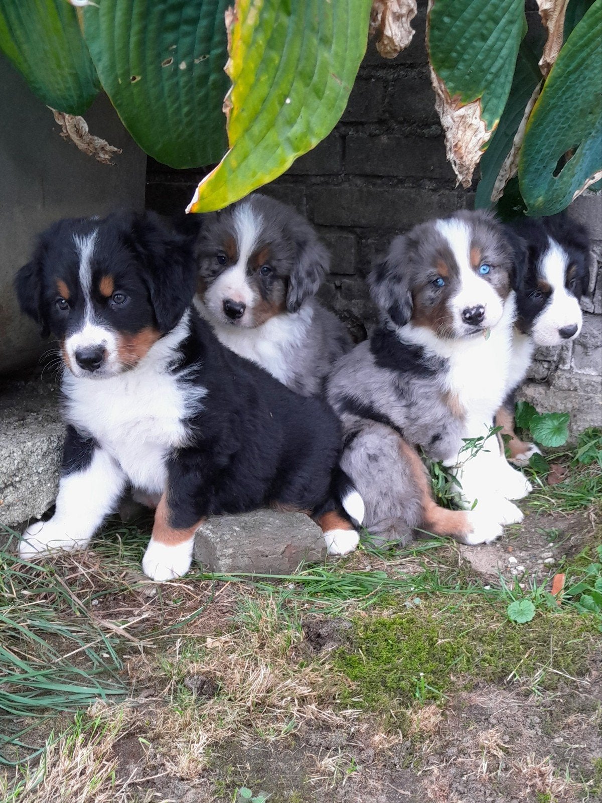 Unieke berner sennen x australian shepherd pups, 8 tot 15 weken, Meerdere, Nederland, Particulier