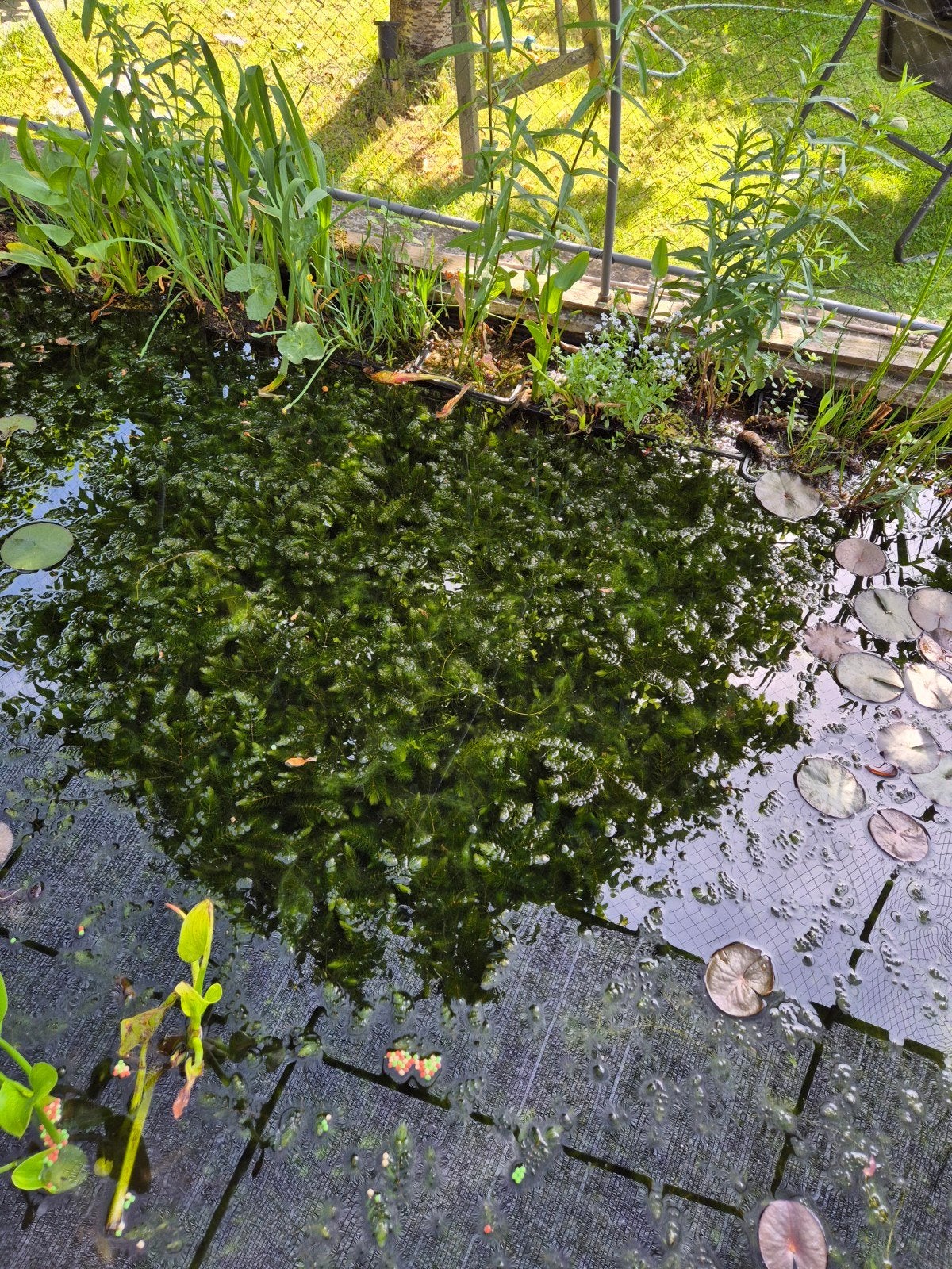 Zuurstofplanten, gedoornd hoornblad, Ophalen of Verzenden