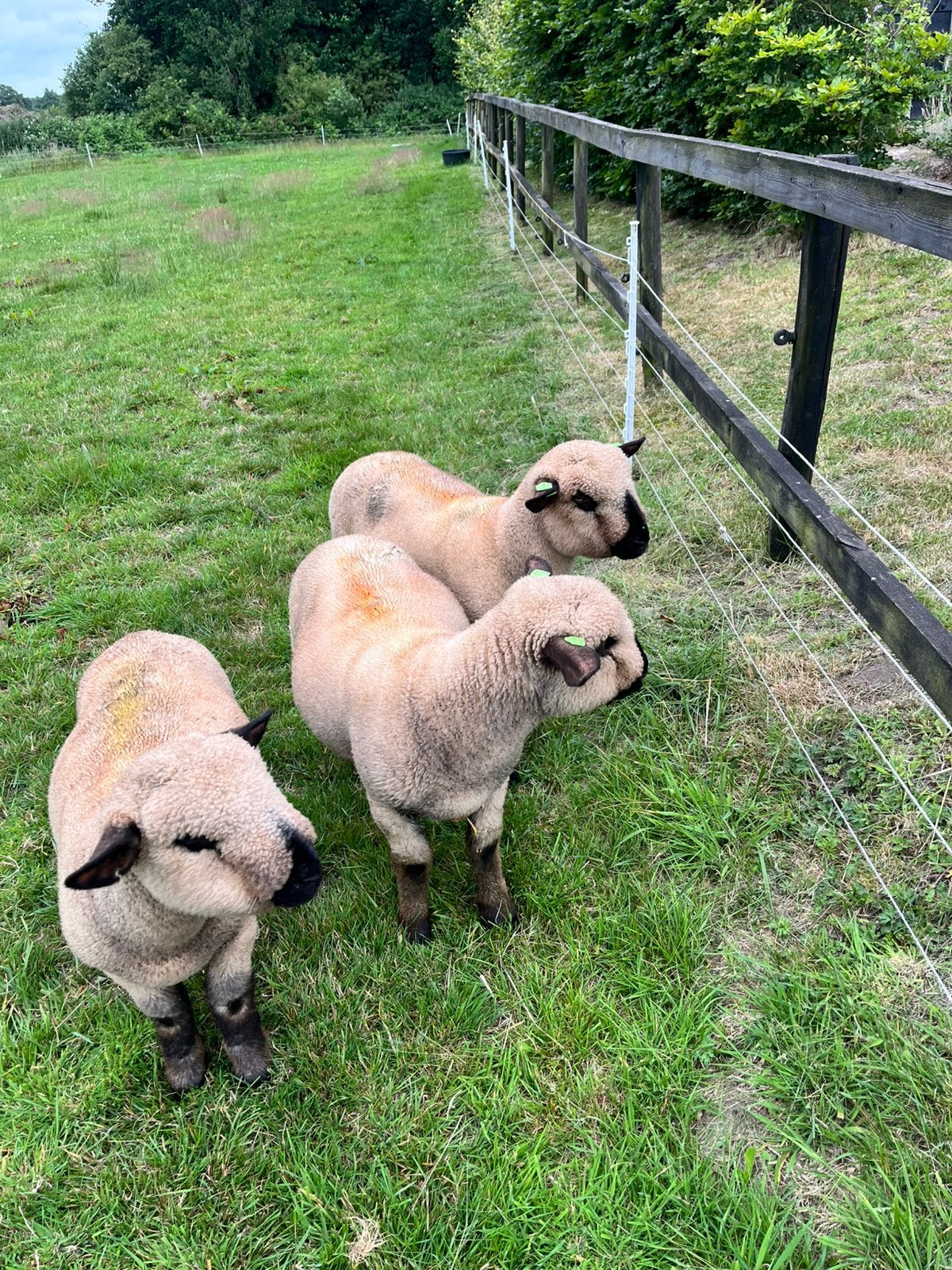 2 hampshire down rammen, Mannelijk, Schaap