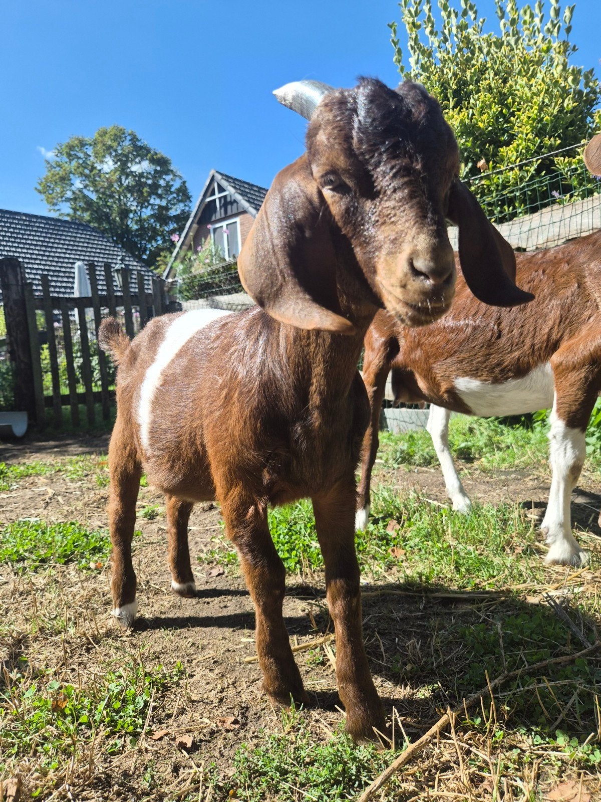 Boerbok van mei dit jaar, Mannelijk, Geit, 0 tot 2 jaar