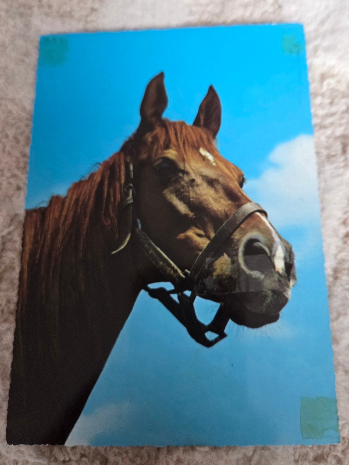 Oude ansichtkaart paard, Verzamelen, Verzenden, 1960 tot 1980, Gelopen, Paard