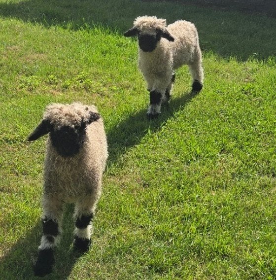 Walliser schwarznasse ooi + 2 ramlammen te koop, Dieren en Toebehoren, Schapen, Geiten en Varkens, Vrouwelijk, Schaap