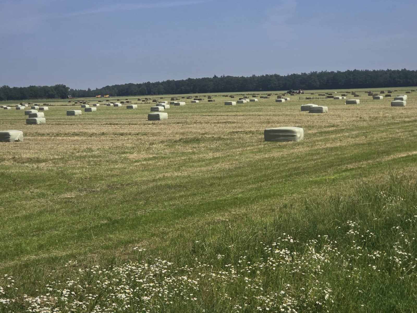 Paardenhooi met analyse - Suikerarm & Structuurrijk, Ophalen of Verzenden