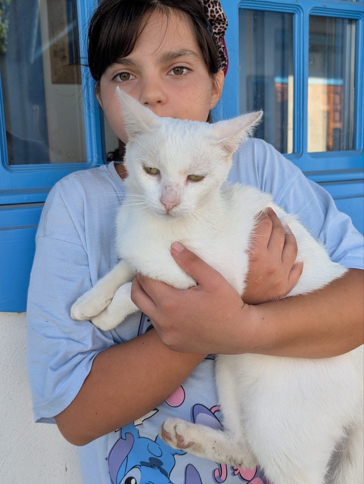 Feli zoekt een baasje, Dieren en Toebehoren, Poes, Kortharig, 0 tot 2 jaar