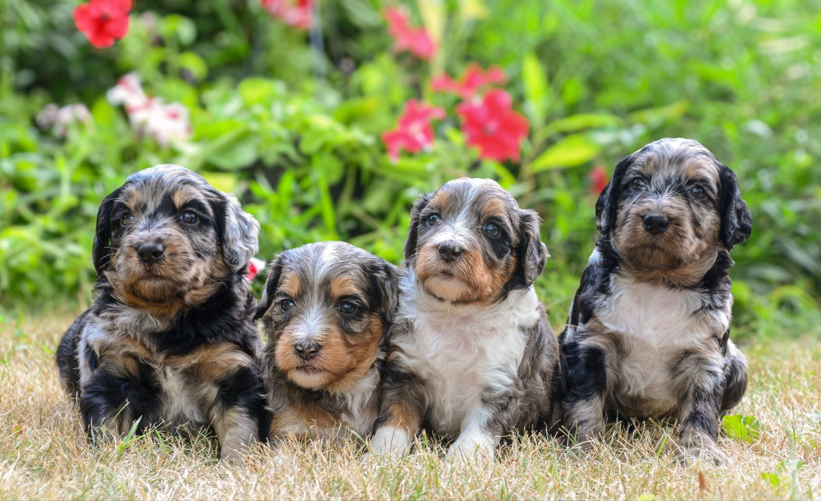 Bijzonder mooie labradoodle pups in prachtige kleuren!, Overige rassen, 8 tot 15 weken, Meerdere, Meerdere dieren