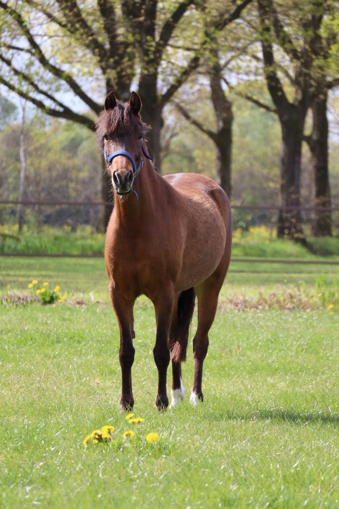 Verzorgpony bijrijdpony leasepony aangeboden ruiter gezocht, Dieren en Toebehoren, Weidegang, 1 paard of pony