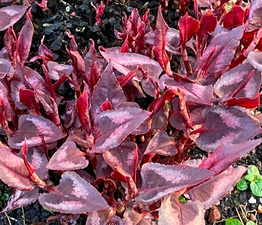 persicaria dragon lady, Ophalen, Overige soorten, Volle zon
