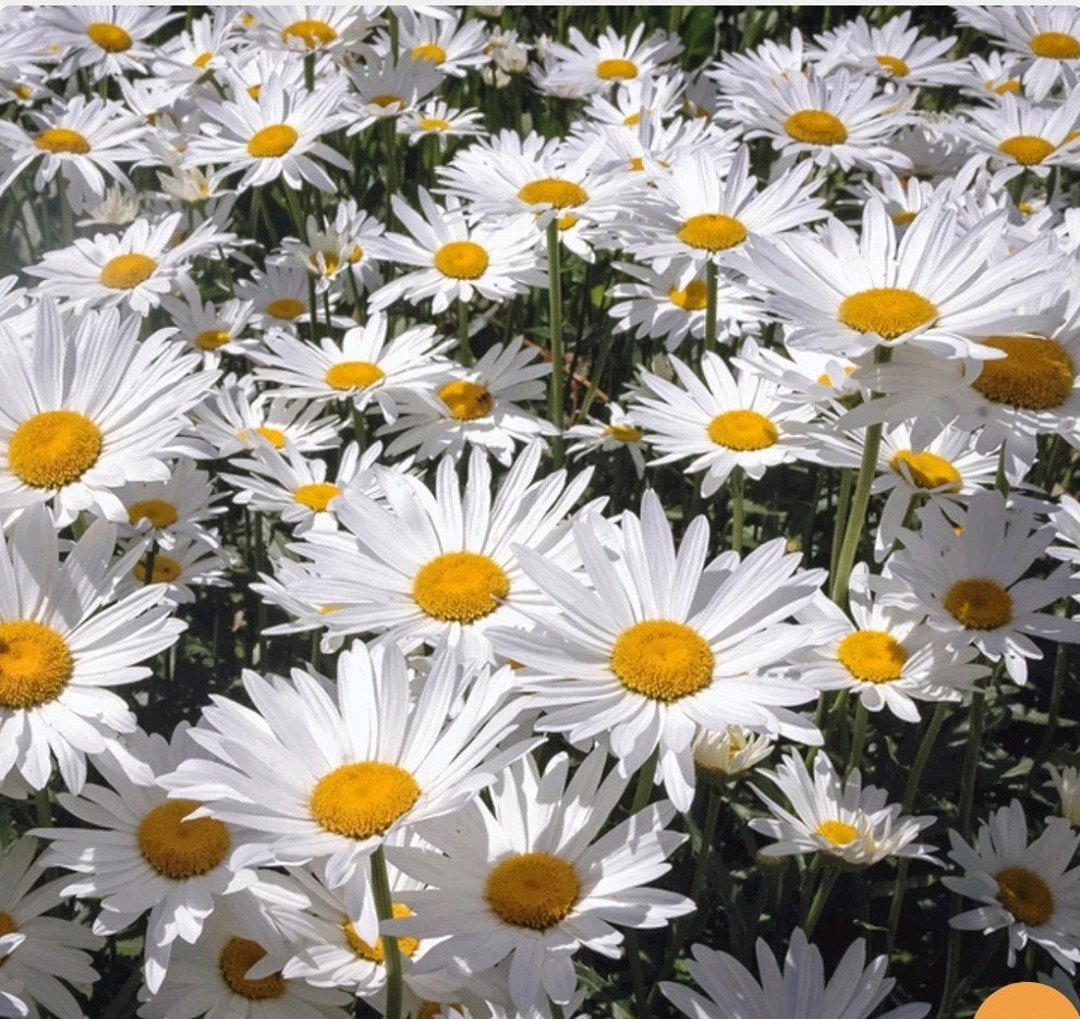 Witte margriet zaden honderden biologisch, Tuin en Terras, Planten | Tuinplanten, Ophalen of Verzenden, Eenjarig, Overige soorten