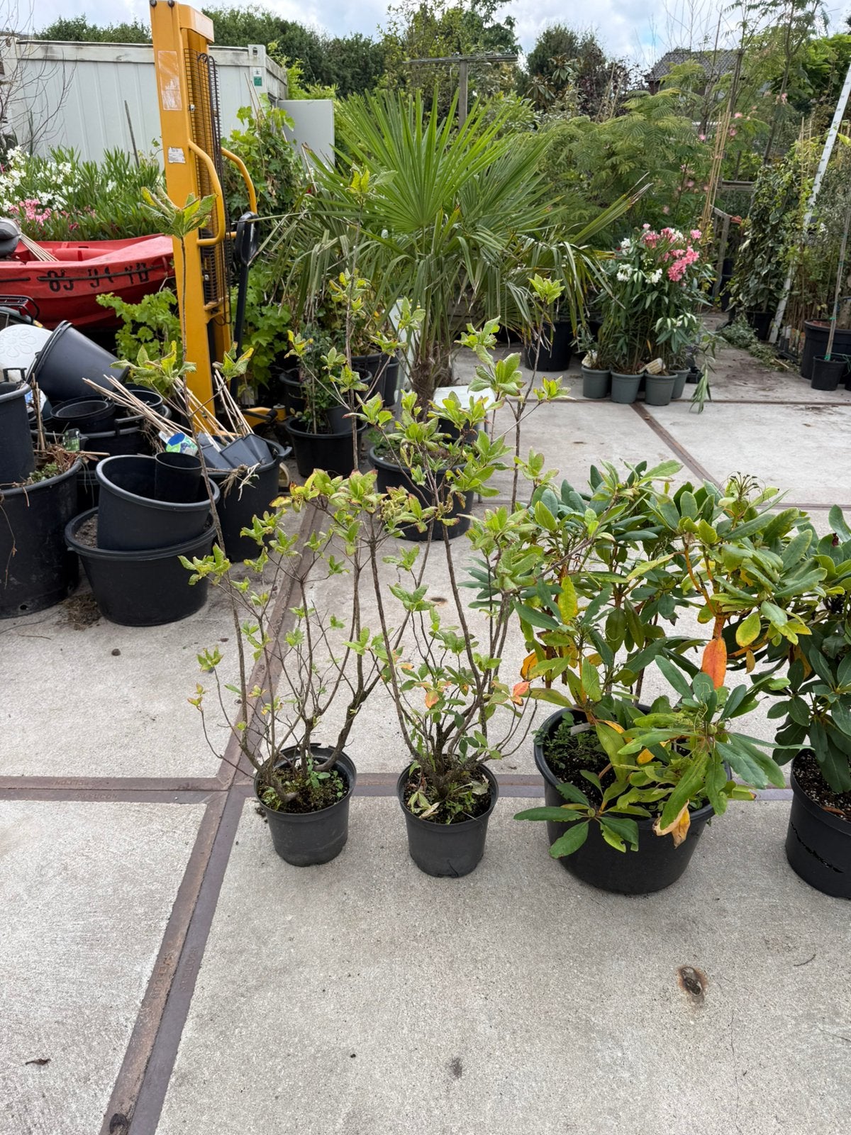 Mix partijtje 2 azalias en 3 grote rhododendron div kleuren, Ophalen, Vaste plant, Overige soorten, Halfschaduw