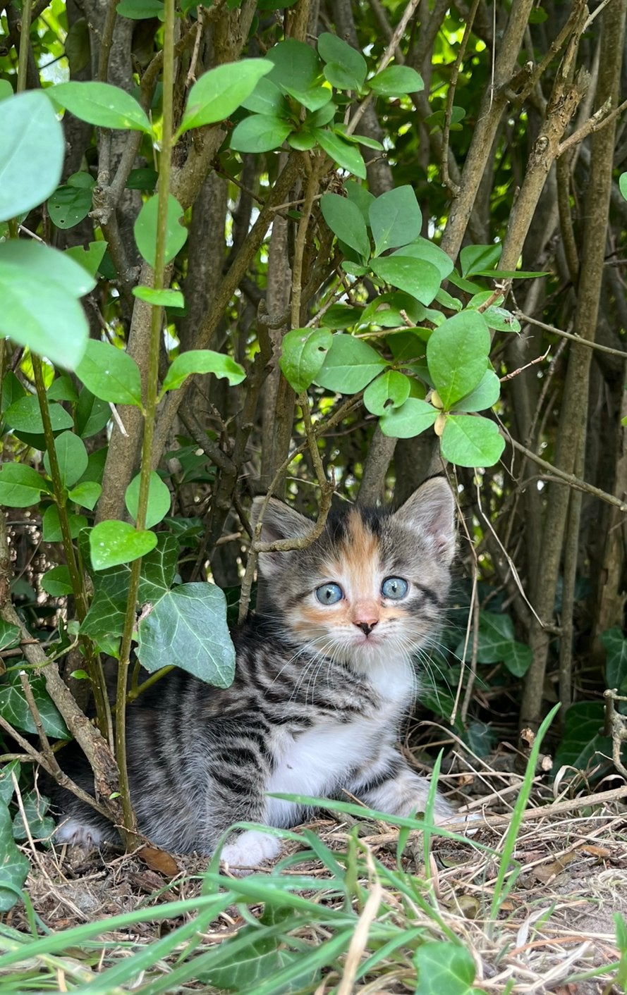 Boerderij kitten, Dieren en Toebehoren, Poes, Kortharig, 0 tot 2 jaar