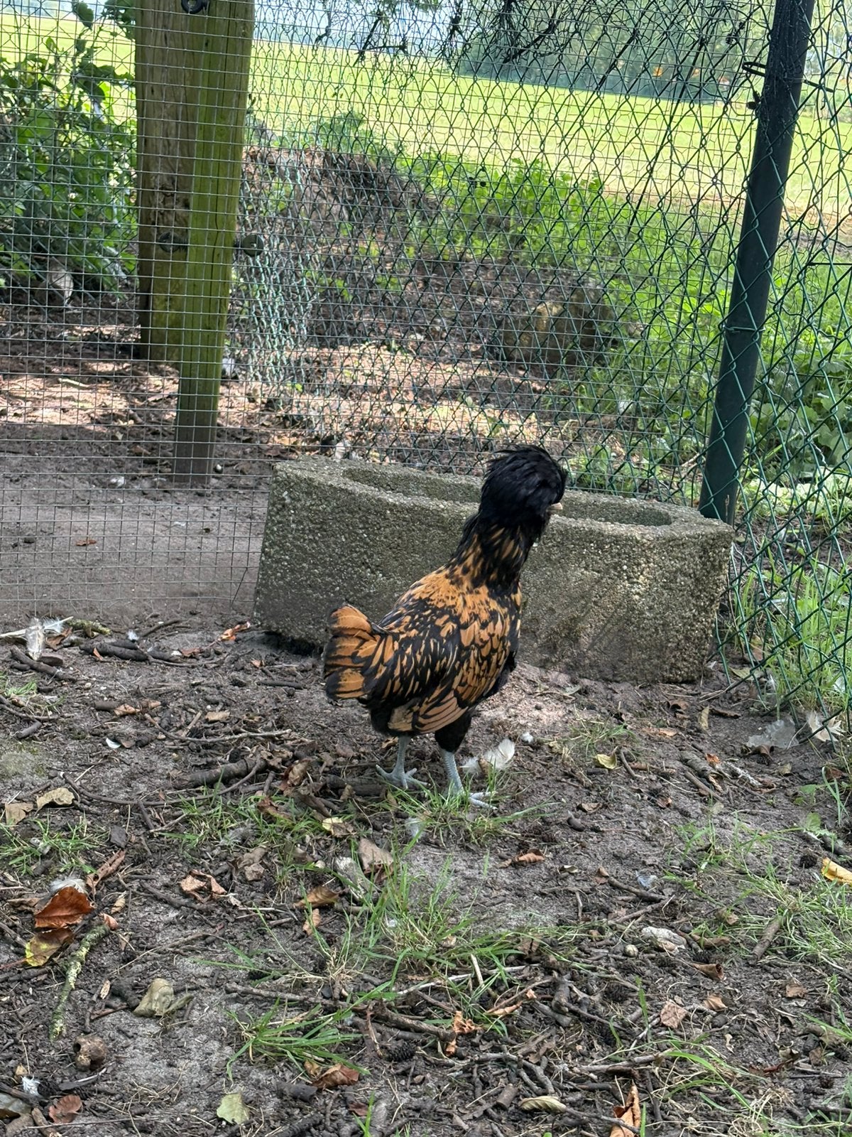 Padua kippen, Dieren en Toebehoren, Pluimvee, Kip, Meerdere dieren