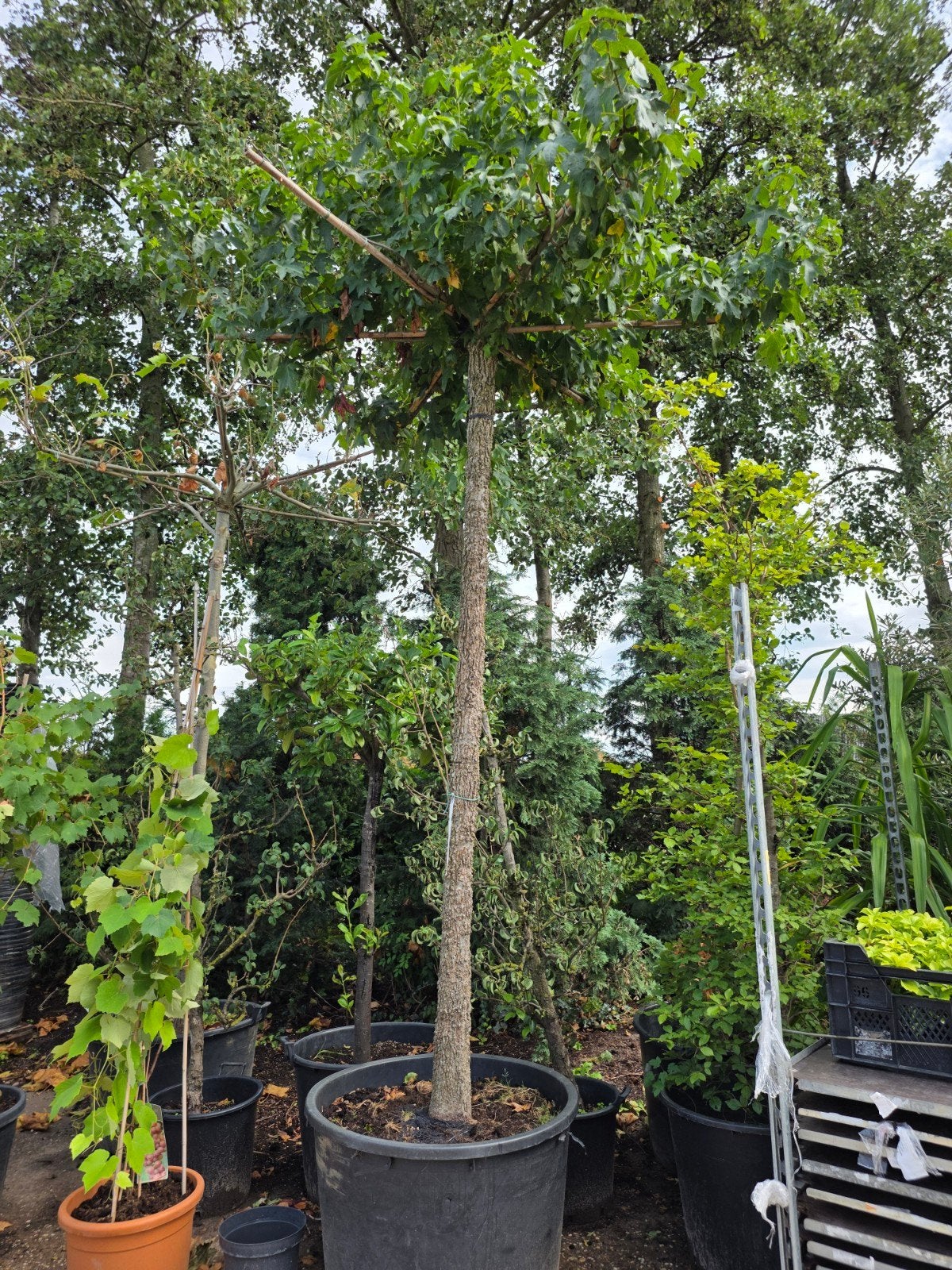 Amberboom dakboom Liquidambar styraciflua, Tuin en Terras, Planten | Bomen, Bloeit niet, Dakboom, 250 tot 400 cm, Ophalen