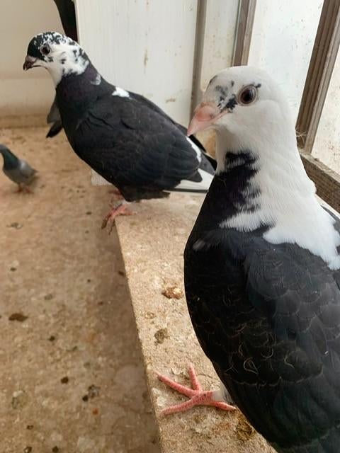 Kruising Meeuwtje/postduif, Dieren en Toebehoren, Vogels | Duiven, Meerdere dieren, Overige soorten