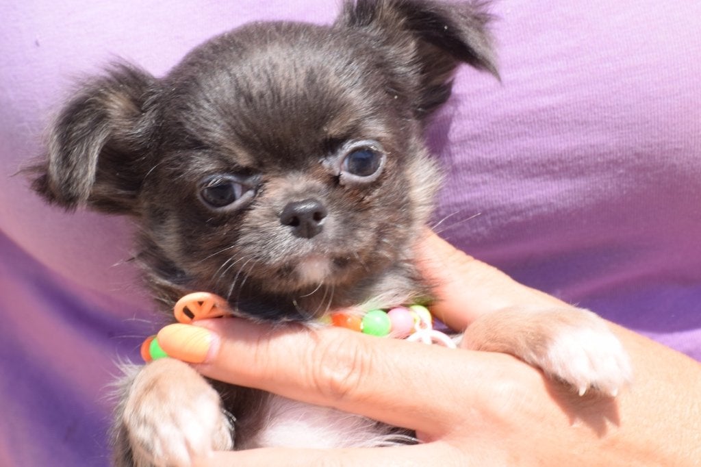 Chihuahua pups nieuwe nestjes, Dieren en Toebehoren, Honden | Chihuahua's en Gezelschapshonden, 15 weken tot 1 jaar, Buitenland