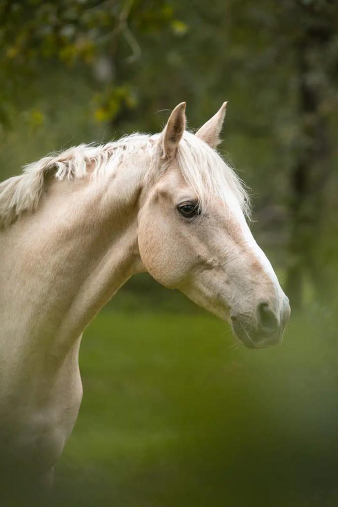 Lease/Verzorg paard gezocht! - Verzorgster aangeboden, Ophalen