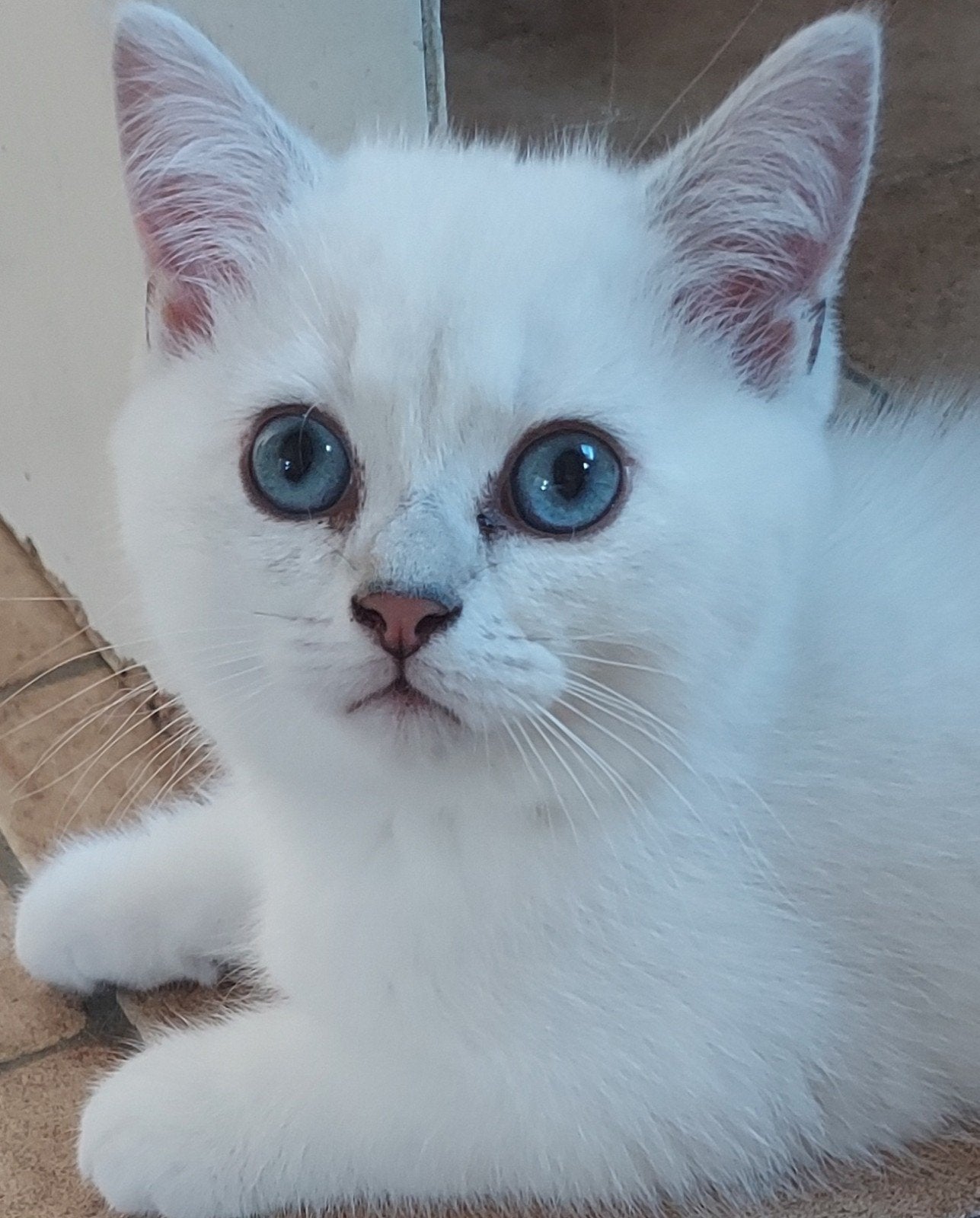 Prachtige  Britse langhaar kittens( nog 1 kater en 1 poesje), Dieren en Toebehoren, Meerdere dieren, Ontwormd, 0 tot 2 jaar