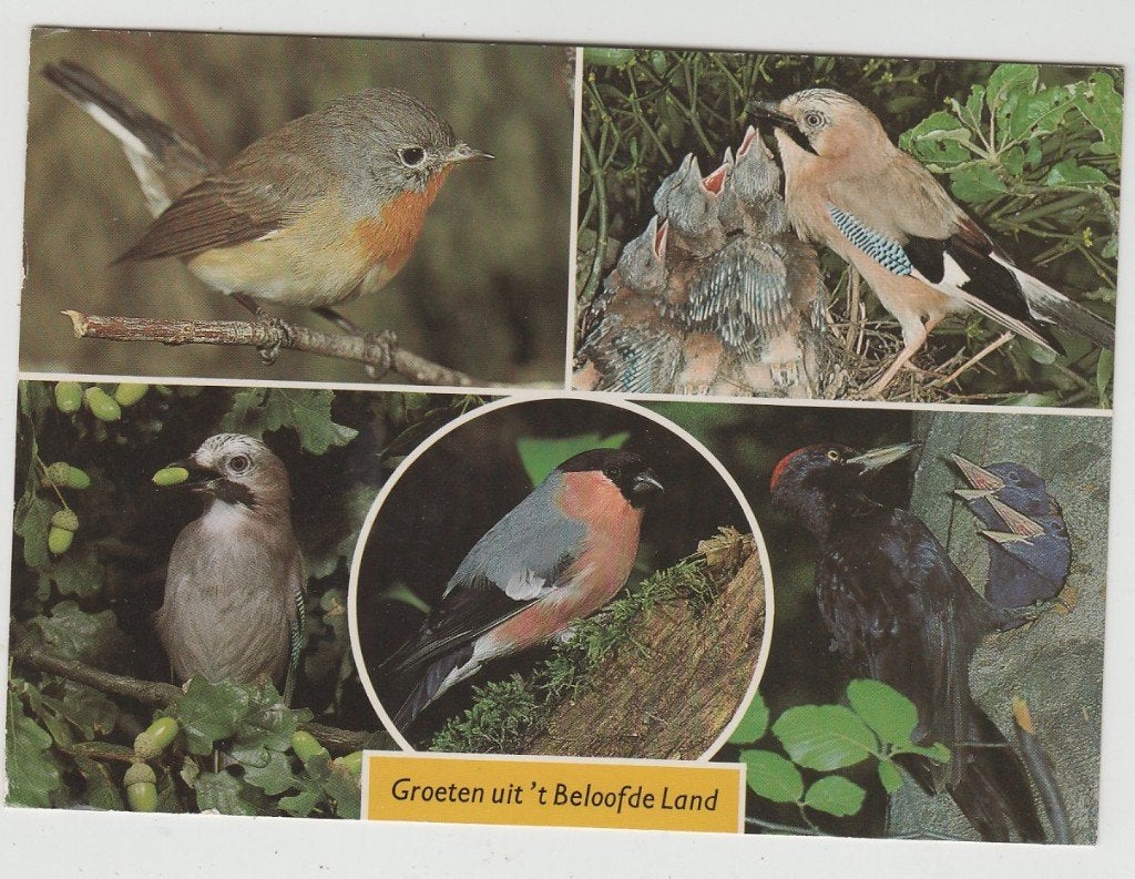 Voorthuizen Groet uit Evangelische Camping 't Beloofde Land, Ophalen of Verzenden, 1980 tot heden, Gelopen, Gelderland