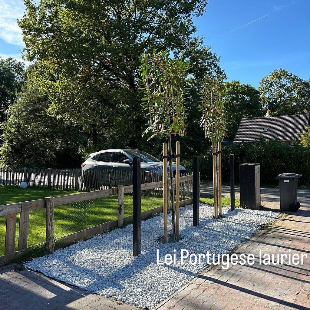 Leibomen lei linde laurier steeneik glansmispel olijfwilg, Tuin en Terras, Planten | Bomen, Ophalen of Verzenden, Halfschaduw