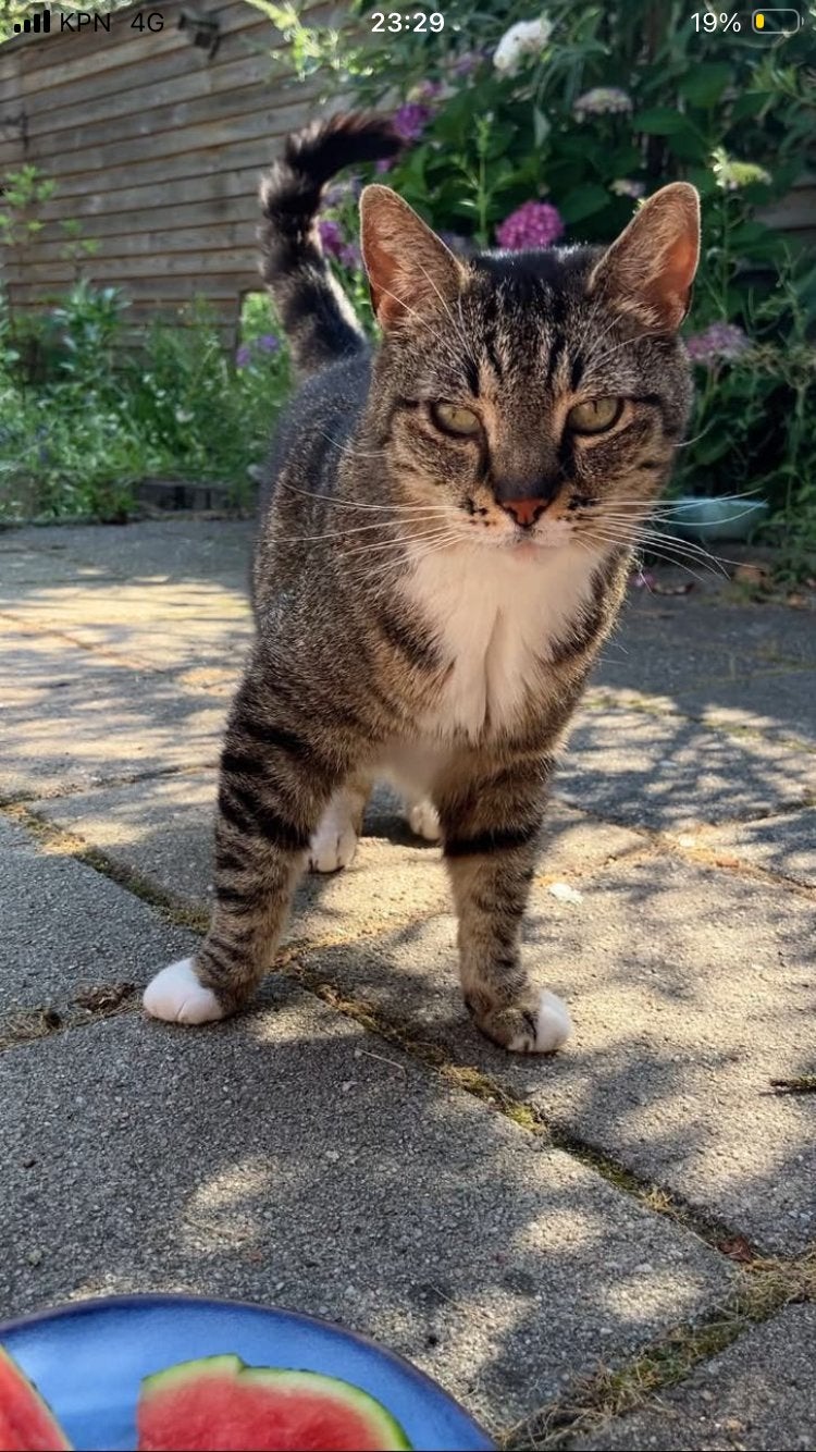 Lieve cyperse kater zoekt nieuw huisje, Kater