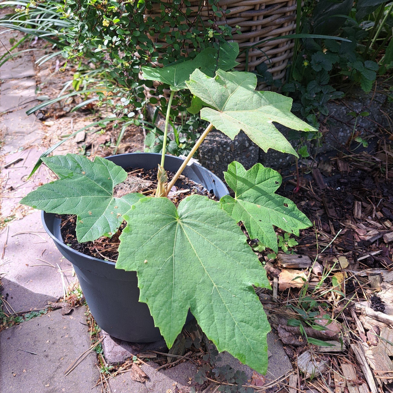 Tetrapanax / rijstpapierplant, Tuin en Terras, Ophalen, Minder dan 100 cm, In pot