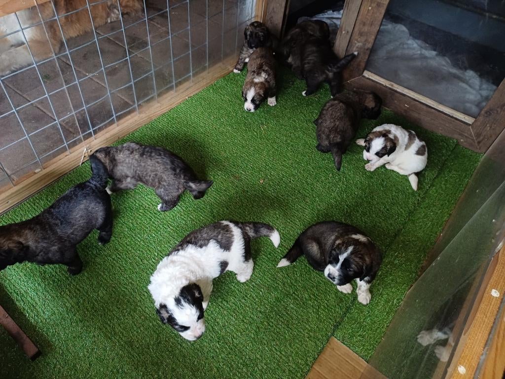 Leonberger/ Berner Sennen pups, Dieren en Toebehoren, 8 tot 15 weken, Meerdere, Meerdere dieren, Nederland