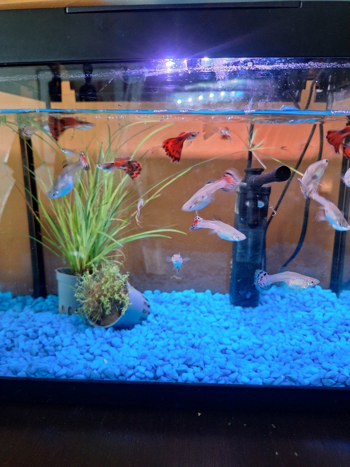 Guppies 1 week oud, Ophalen of Verzenden