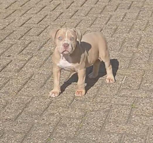 AmericanPocketbully pups, Dieren en Toebehoren, Parvo, Overige rassen, 8 tot 15 weken, Teef