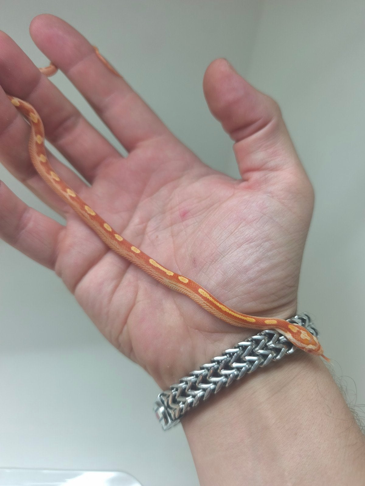 Jonge korenslangen te koop – diverse kleuren/patronen – eten Corn Snake photo 12