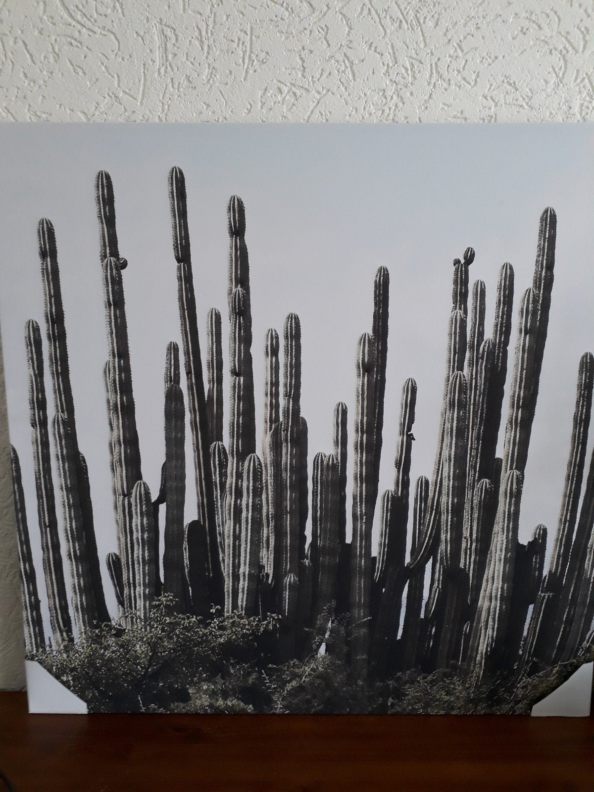 Cactus Canvas 75x75cm, Ophalen, Zo goed als nieuw, Schilderij, 75 tot 100 cm