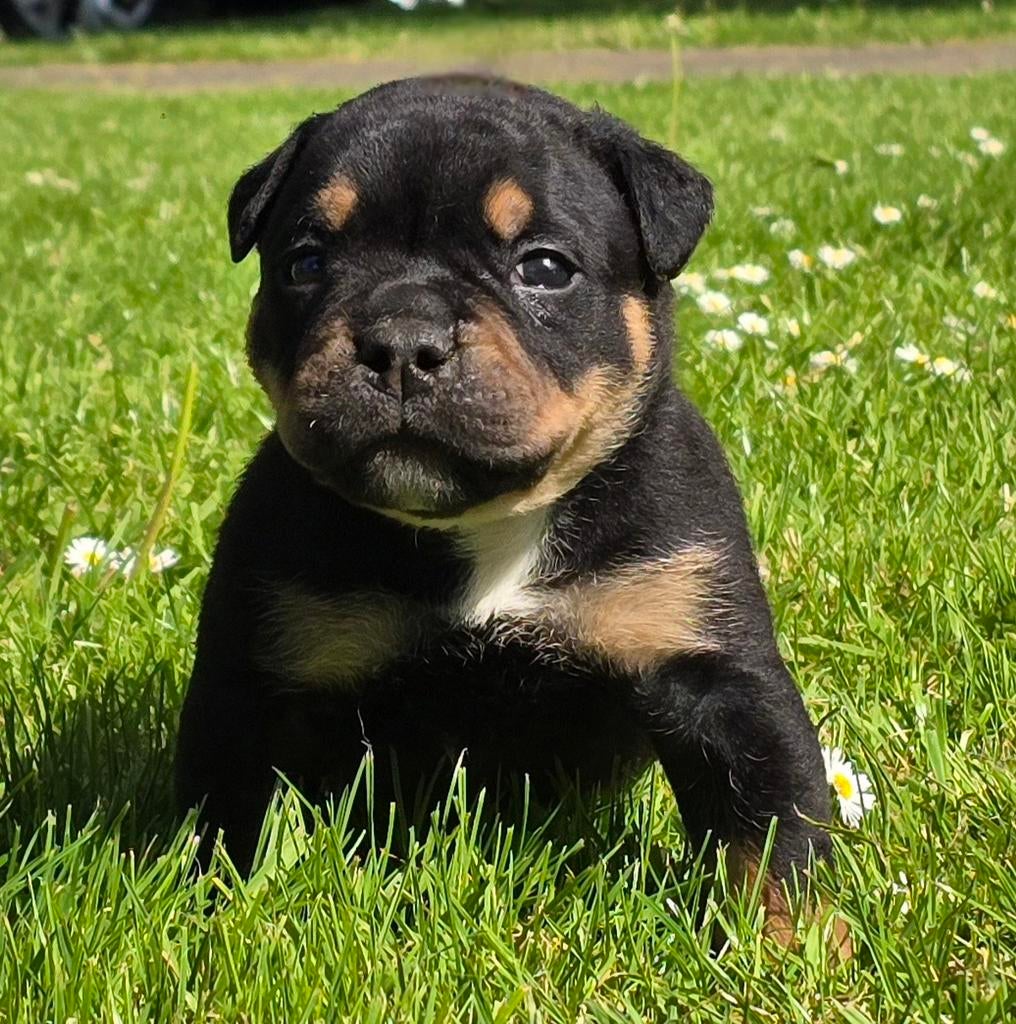 Old English Bulldog reutje uit geteste ouders, Parvo, 8 tot 15 weken, Bulldog, Meerdere