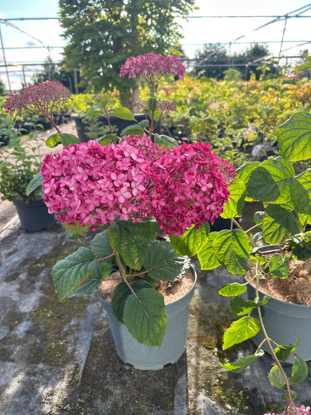 Hydrangea Pink Annabelle in 5 liter pot - Roze Hortensia, Vaste plant, Halfschaduw, Zomer, Ophalen