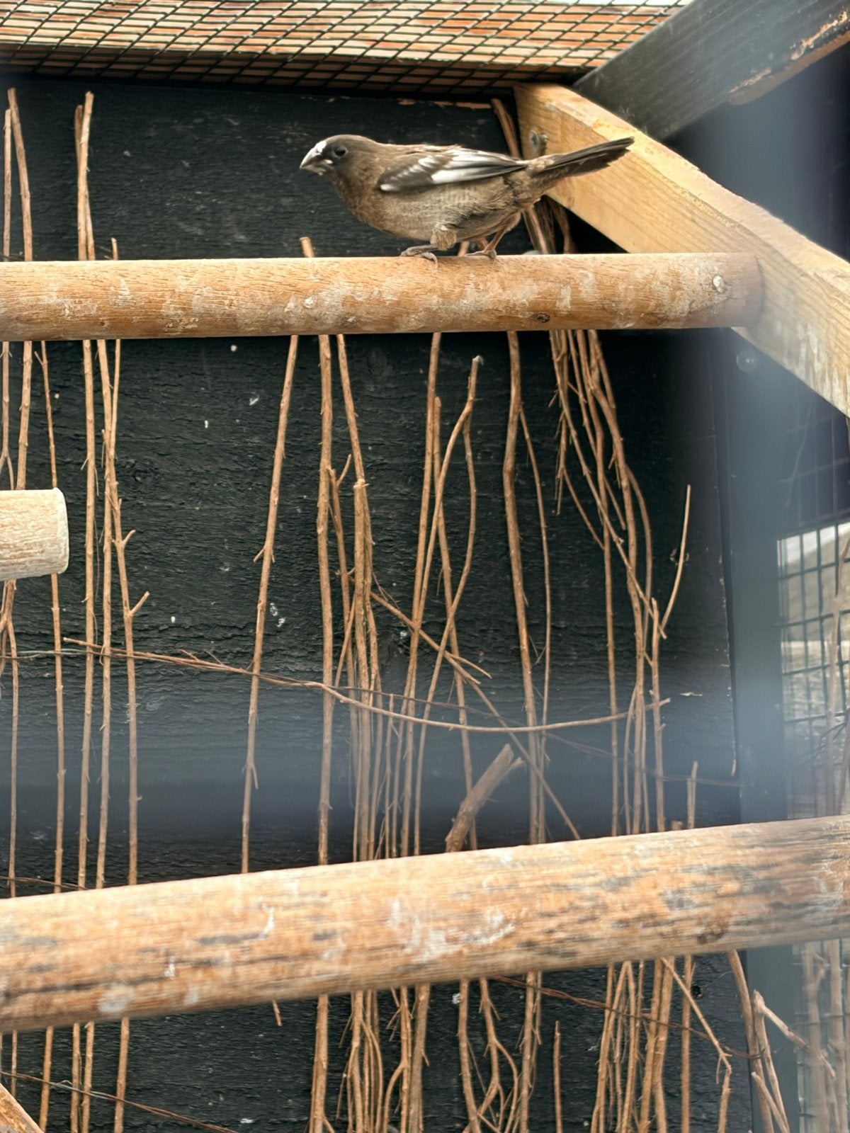 Japans meeuwtje, Meerdere dieren, Geringd