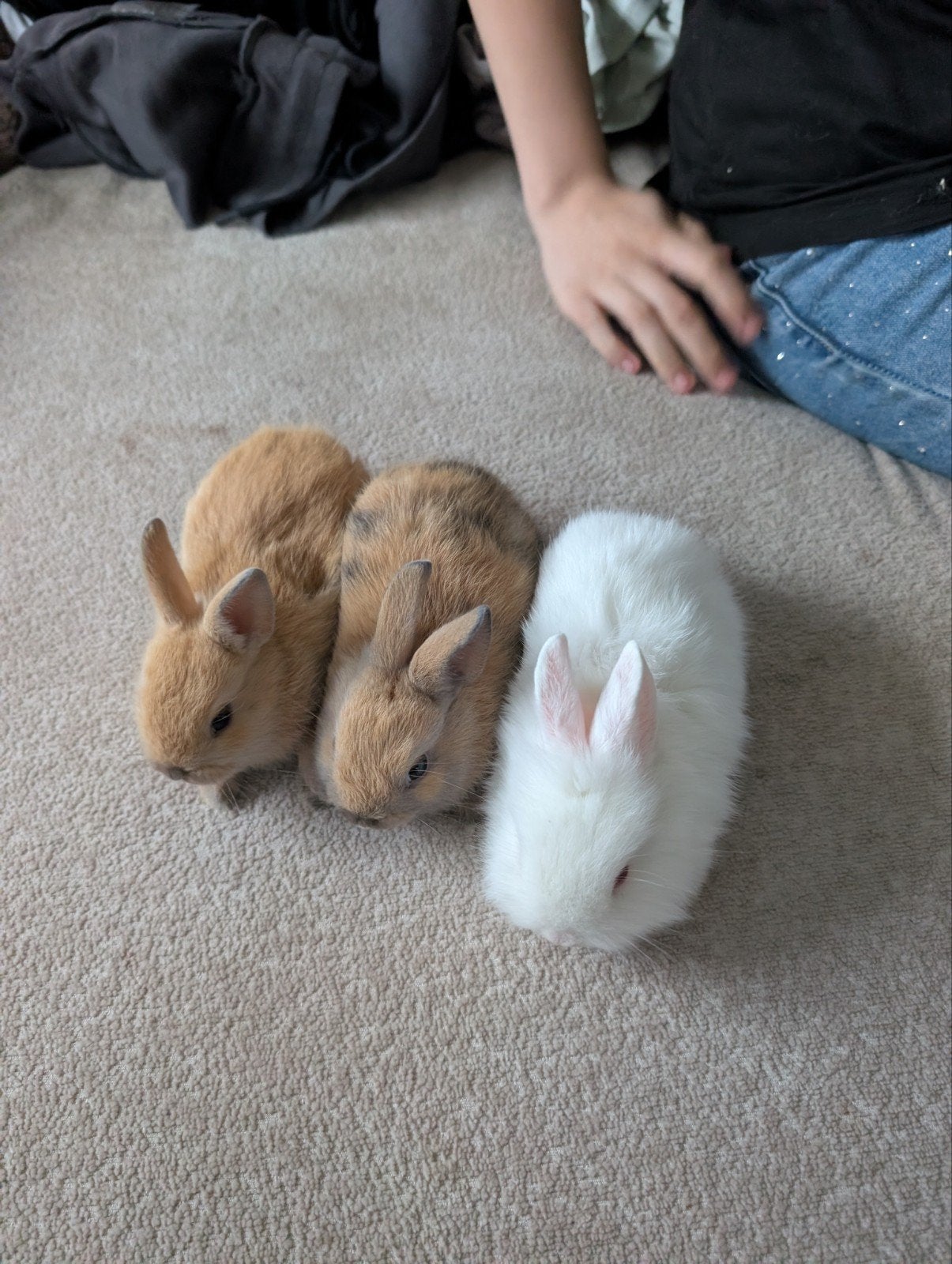 Baby konijntjes, Dieren en Toebehoren, Konijnen, Mannelijk