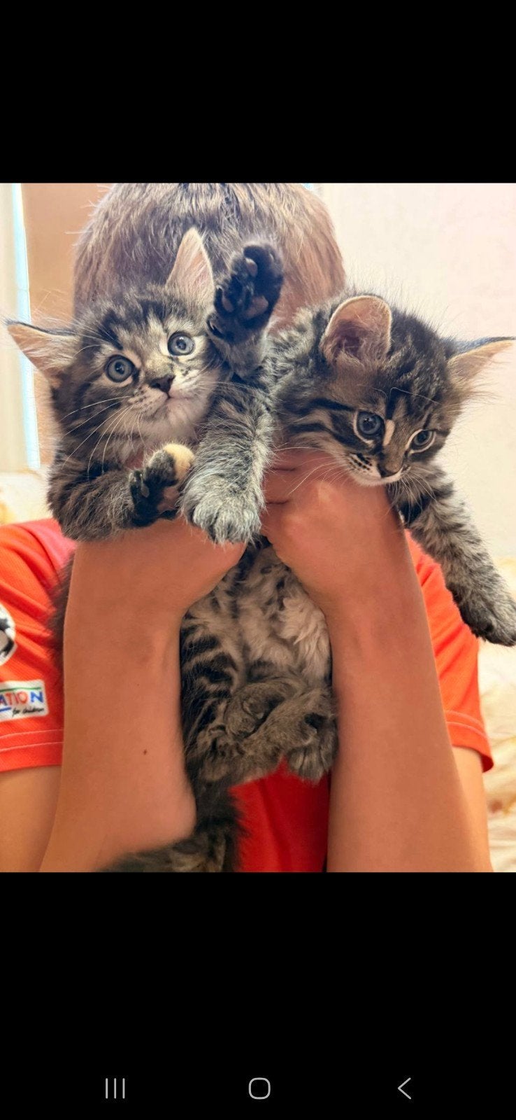Kittens 2 zwarte, Dieren en Toebehoren, Katten en Kittens | Overige Katten